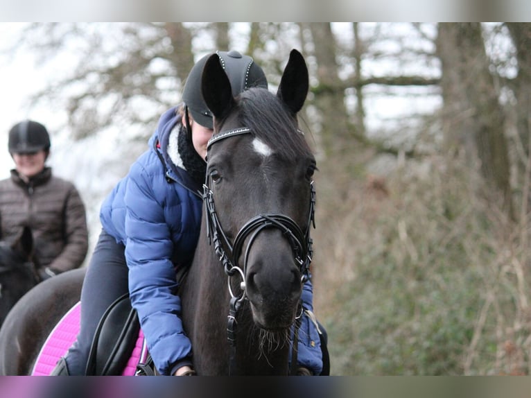 Hanovrien Jument 15 Ans 163 cm Bai brun foncé in Rietberg