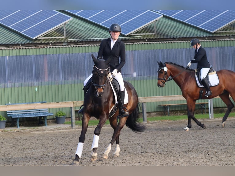 Hanovrien Jument 15 Ans 164 cm Bai brun in Husum