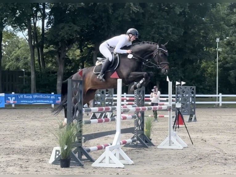 Hanovrien Jument 15 Ans 164 cm Bai brun in Husum