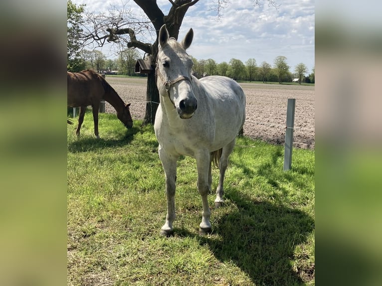 Hanovrien Jument 15 Ans 164 cm Gris in Haren