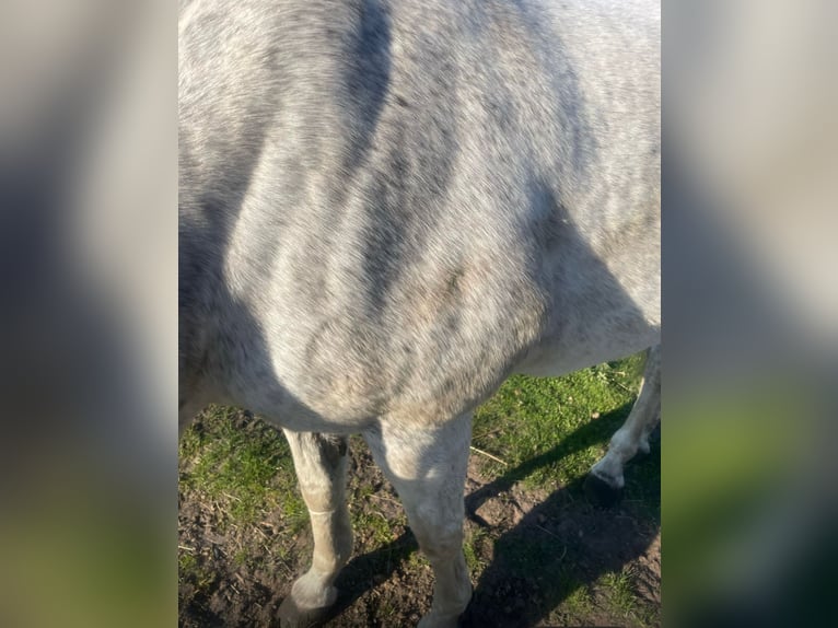 Hanovrien Jument 15 Ans 164 cm Gris in Haren