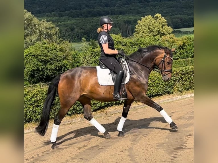 Hanovrien Jument 15 Ans 165 cm Bai in Coppenbrügge