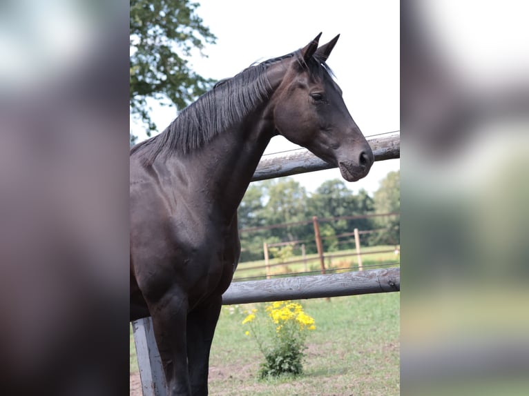 Hanovrien Jument 15 Ans 167 cm Bai brun foncé in Goch