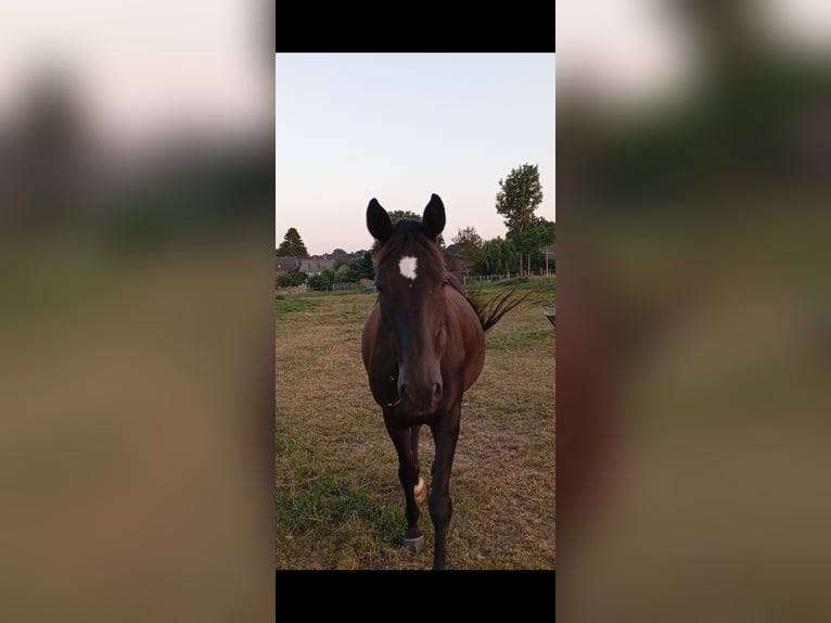 Hanovrien Jument 15 Ans 167 cm Bai brun foncé in GROTE-BROGEL