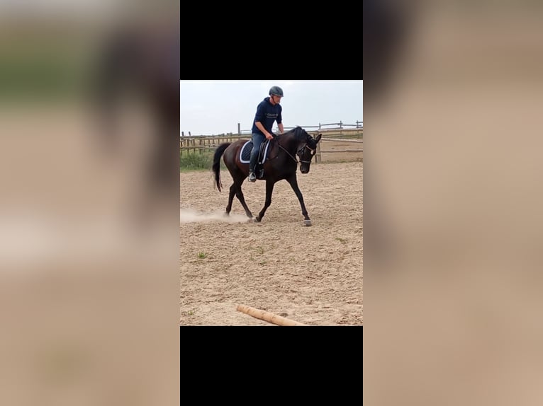Hanovrien Jument 15 Ans 167 cm Bai brun foncé in GROTE-BROGEL