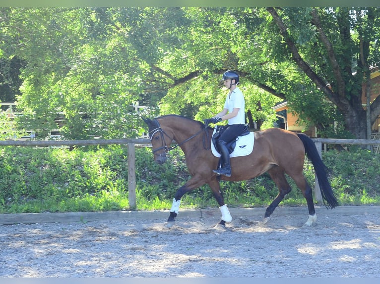 Hanovrien Jument 15 Ans 167 cm Bai in Wellheim