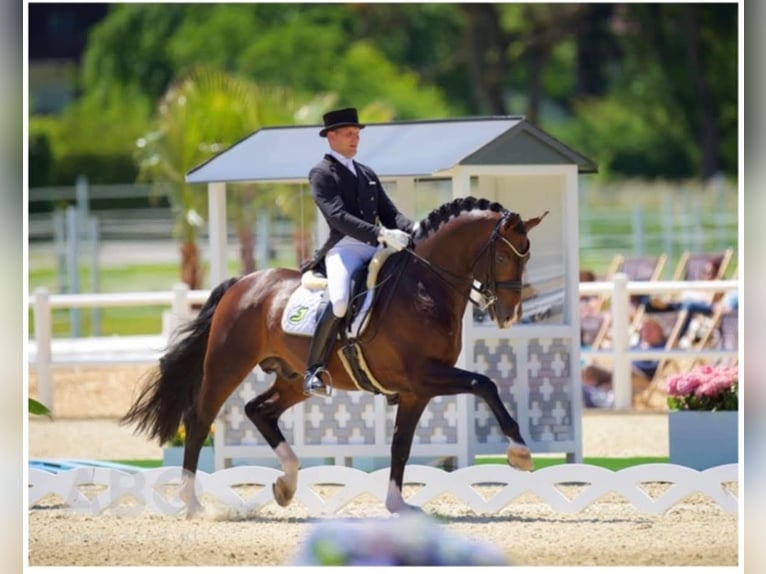 Hanovrien Jument 15 Ans 167 cm Gris in Wolfsbach
