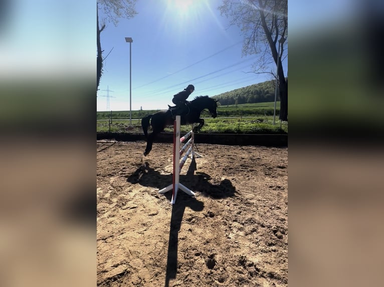 Hanovrien Jument 15 Ans 168 cm Bai brun in Bad Münder am Deister