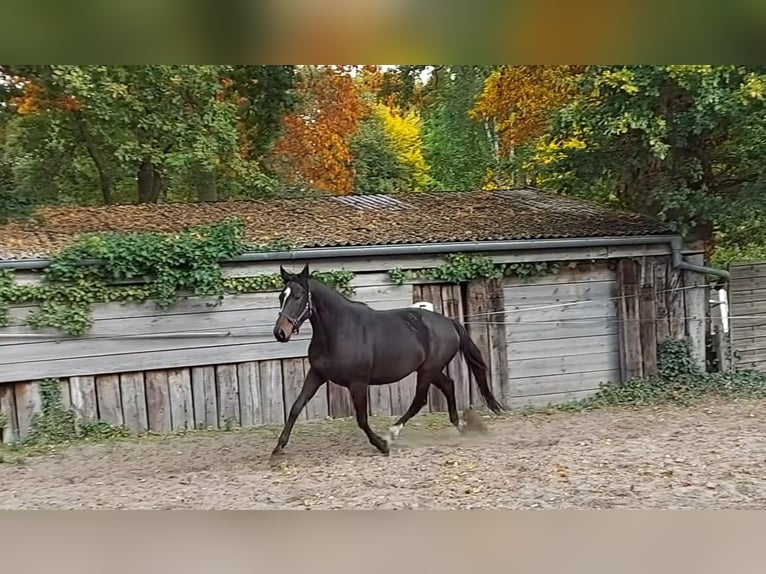 Hanovrien Jument 15 Ans 168 cm Bai brun in Sögel