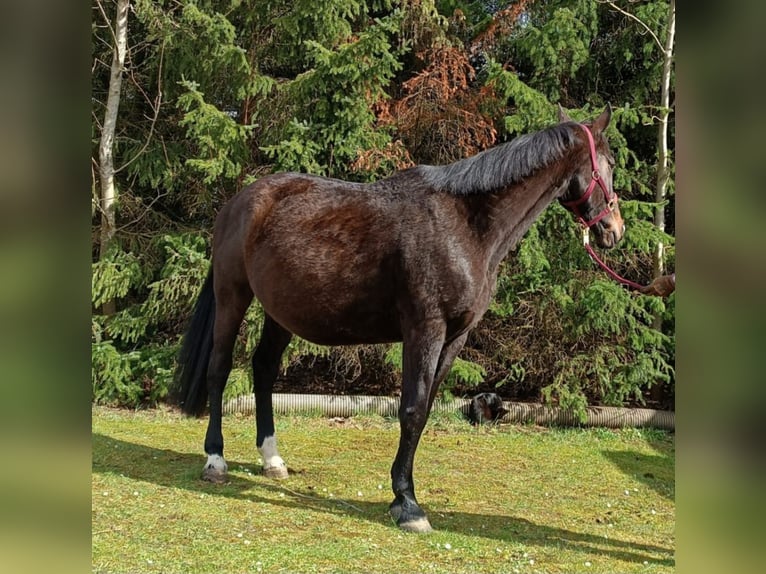 Hanovrien Jument 15 Ans 168 cm Bai brun in Sögel
