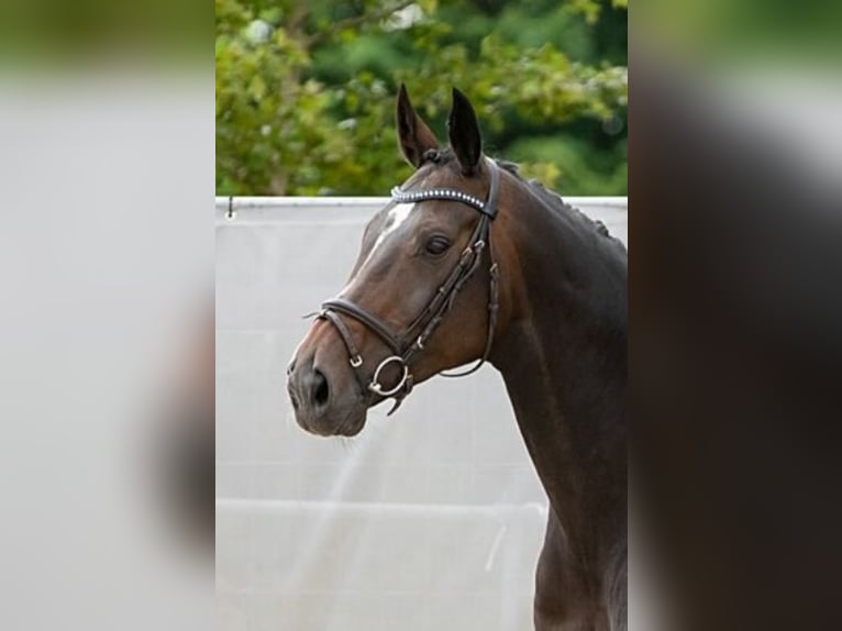 Hanovrien Jument 15 Ans 168 cm Bai brun in Sögel