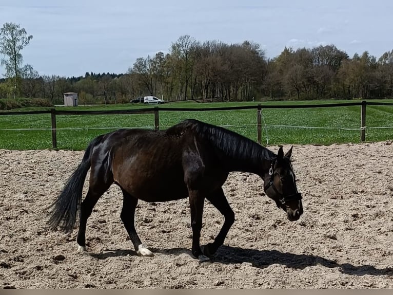 Hanovrien Jument 15 Ans 168 cm Bai brun in Sögel