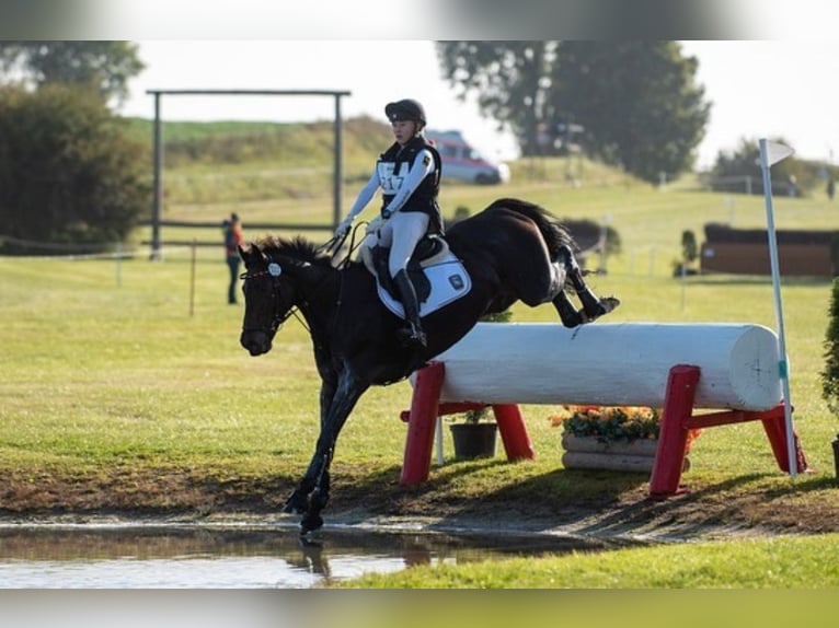 Hanovrien Jument 15 Ans 170 cm Bai brun in Egestorf