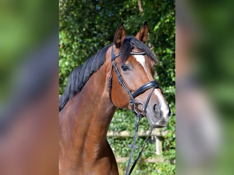 Hanovrien Jument 15 Ans 170 cm Bai in Wiesmoor