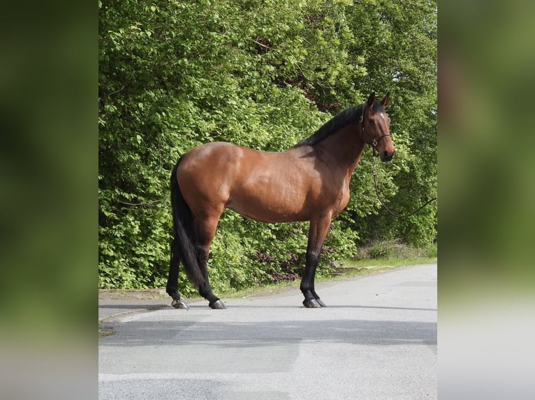 Hanovrien Jument 15 Ans 170 cm Bai in Verl