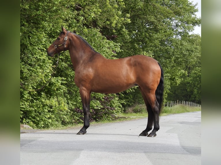 Hanovrien Jument 15 Ans 170 cm Bai in Verl