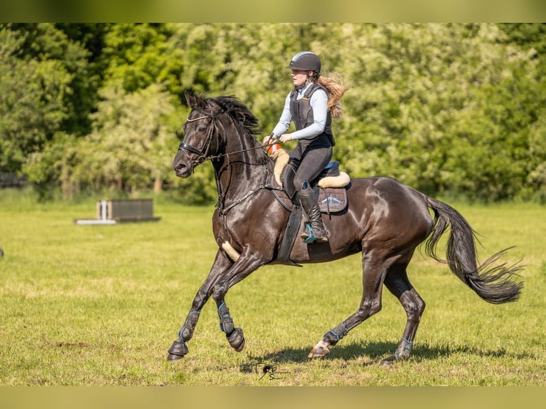 Hanovrien Jument 15 Ans 170 cm Noir in Rhede