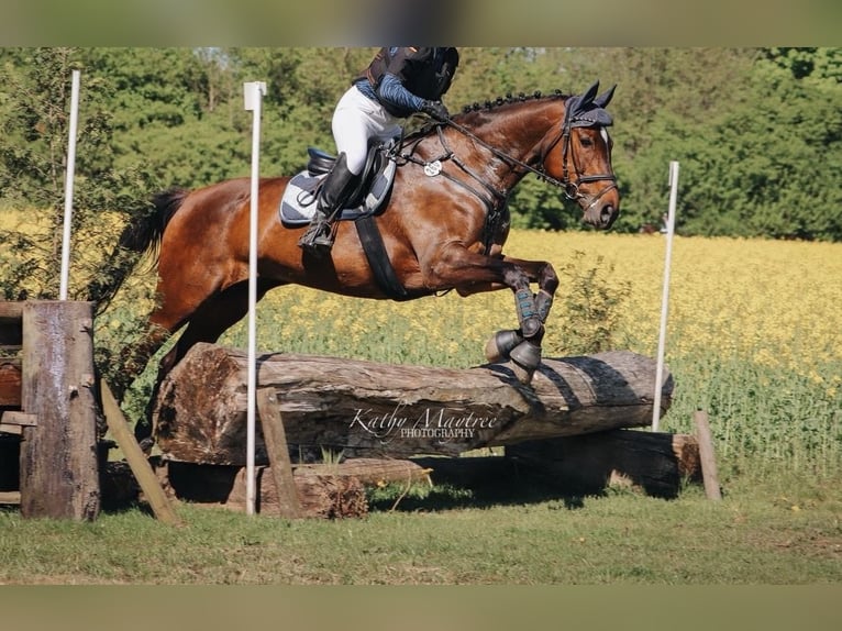 Hanovrien Croisé Jument 15 Ans 171 cm Bai brun in Münster
