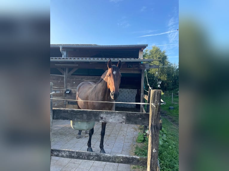Hanovrien Croisé Jument 15 Ans 171 cm Bai brun in Münster