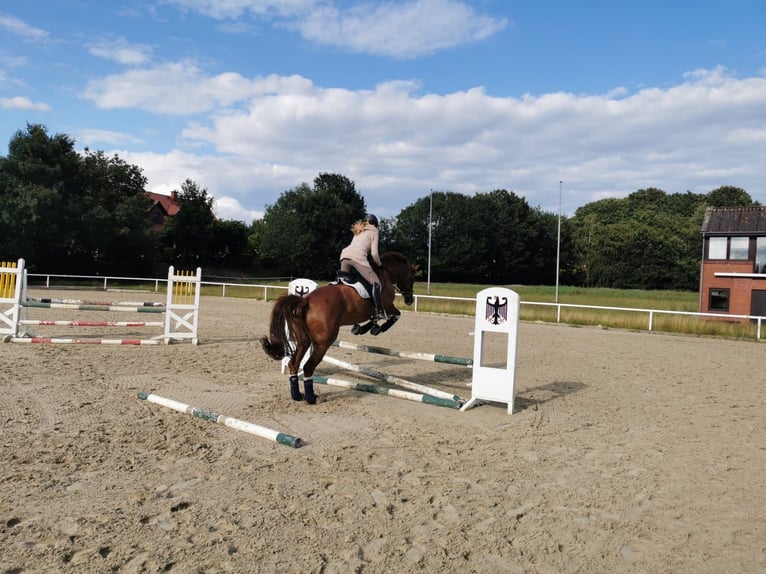 Hanovrien Jument 15 Ans 172 cm Alezan in Sprockhövel