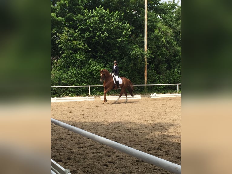 Hanovrien Jument 15 Ans 172 cm Alezan in Sprockhövel