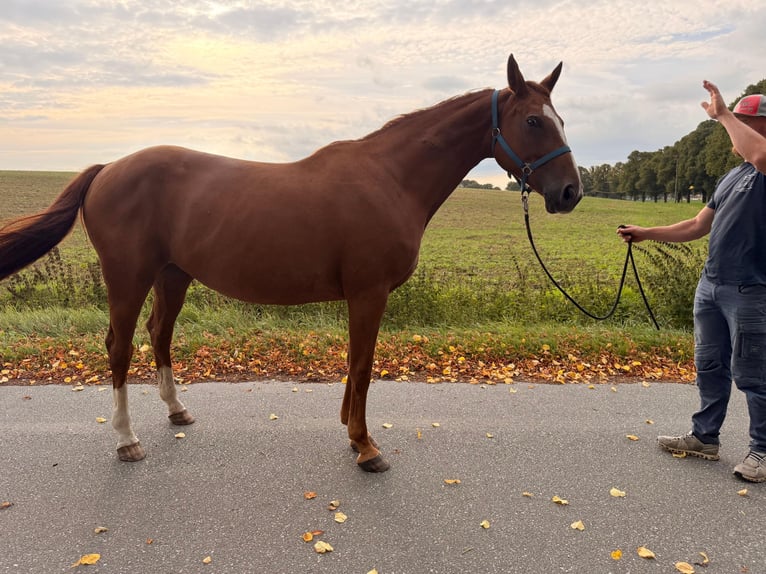 Hanovrien Jument 15 Ans 172 cm Alezan in Schmadebeck