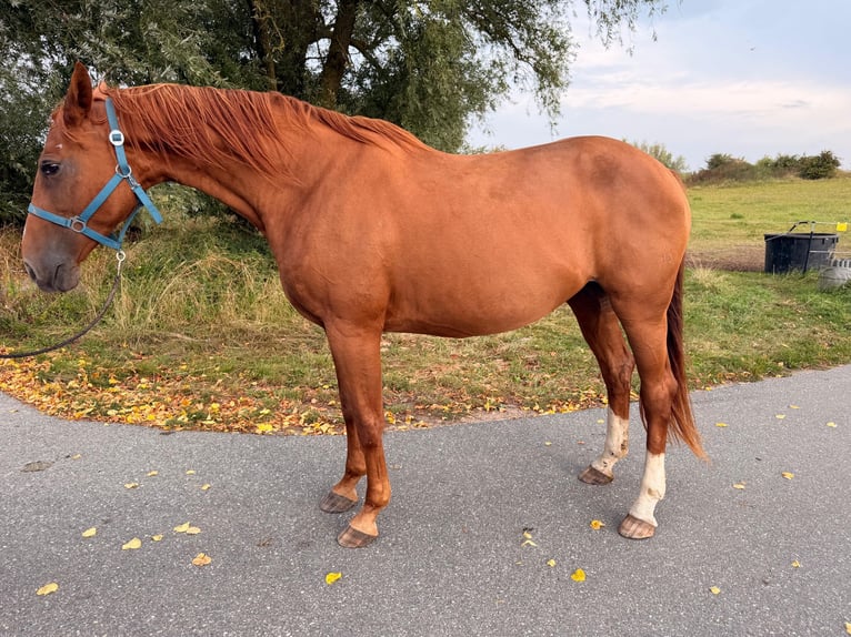 Hanovrien Jument 15 Ans 172 cm Alezan in Schmadebeck