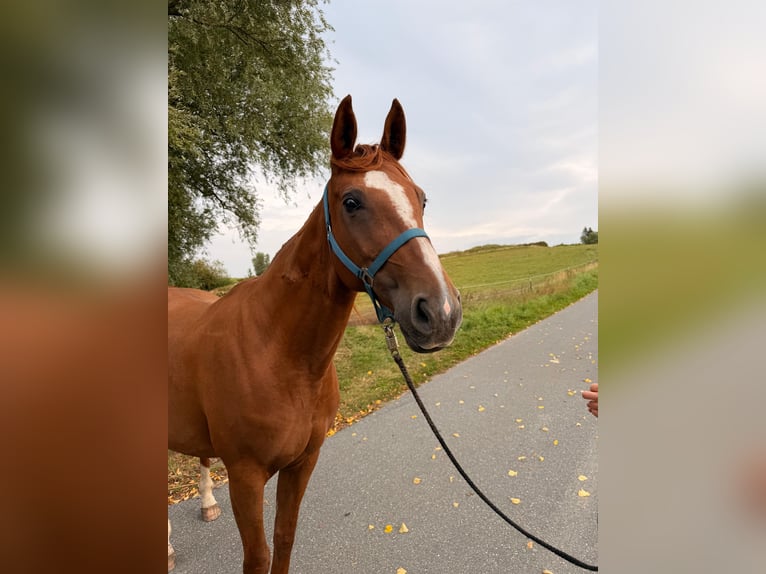 Hanovrien Jument 15 Ans 172 cm Alezan in Schmadebeck