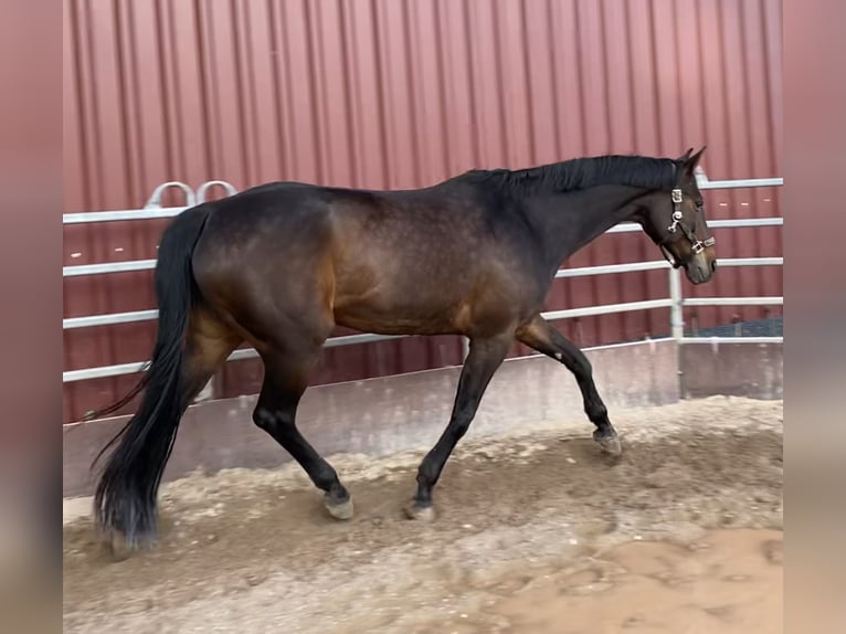 Hanovrien Jument 15 Ans 174 cm Bai brun in Fronreute