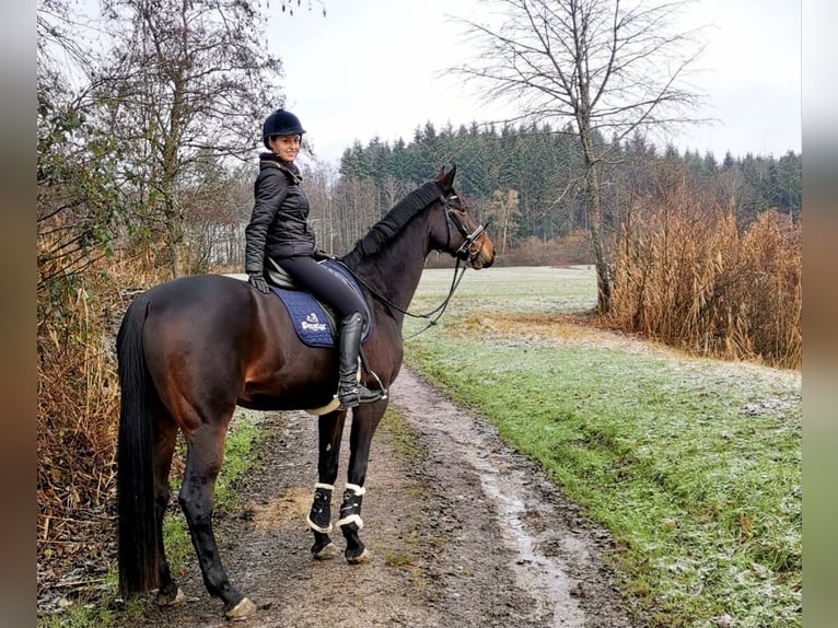Hanovrien Jument 15 Ans 174 cm Bai brun in Fronreute