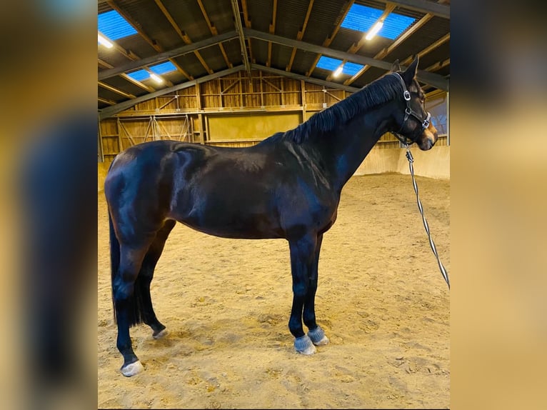 Hanovrien Jument 15 Ans 174 cm Bai brun in Fronreute