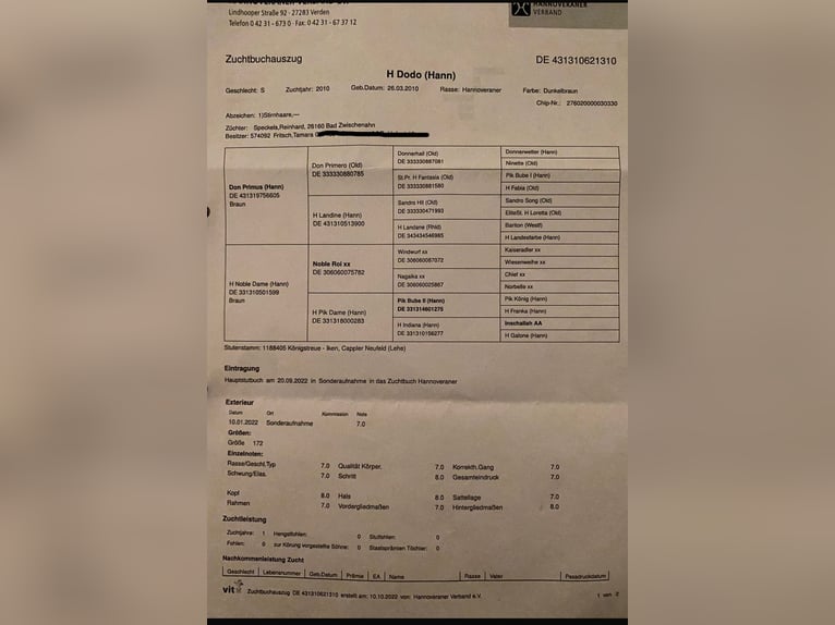 Hanovrien Jument 15 Ans 174 cm Bai brun in Fronreute