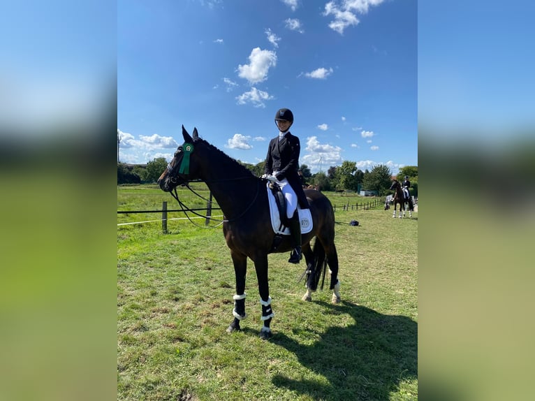 Hanovrien Jument 15 Ans 174 cm Bai brun in Herford