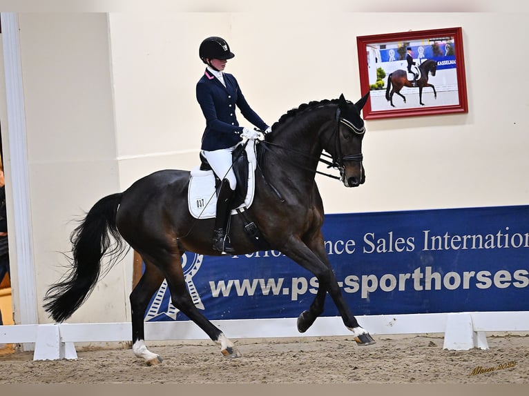 Hanovrien Jument 15 Ans 174 cm Bai brun in Herford