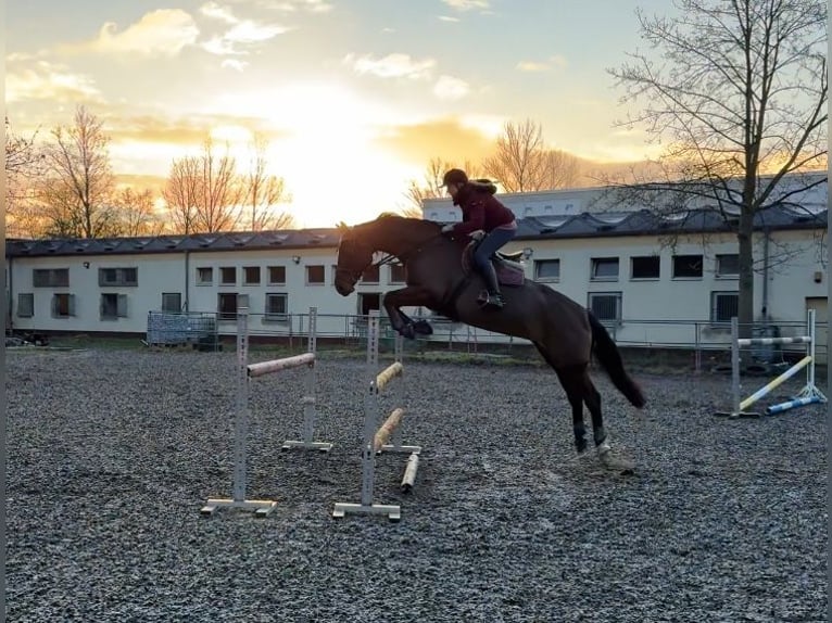 Hanovrien Jument 15 Ans 175 cm Bai in Hohenm&#xF6;lsen