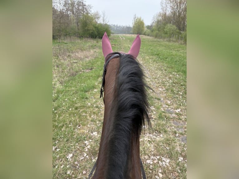 Hanovrien Jument 15 Ans 175 cm Bai in Hohenm&#xF6;lsen