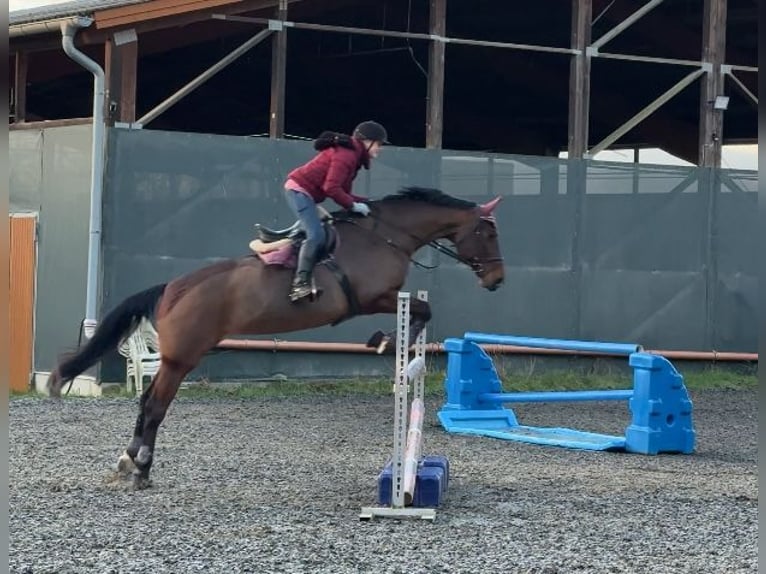 Hanovrien Jument 15 Ans 175 cm Bai in Hohenm&#xF6;lsen