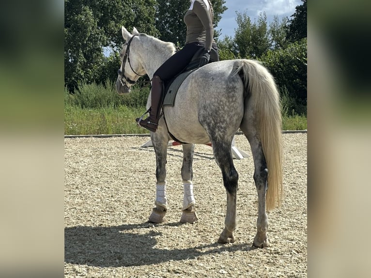 Hanovrien Jument 15 Ans 175 cm Gris pommelé in Grossensee