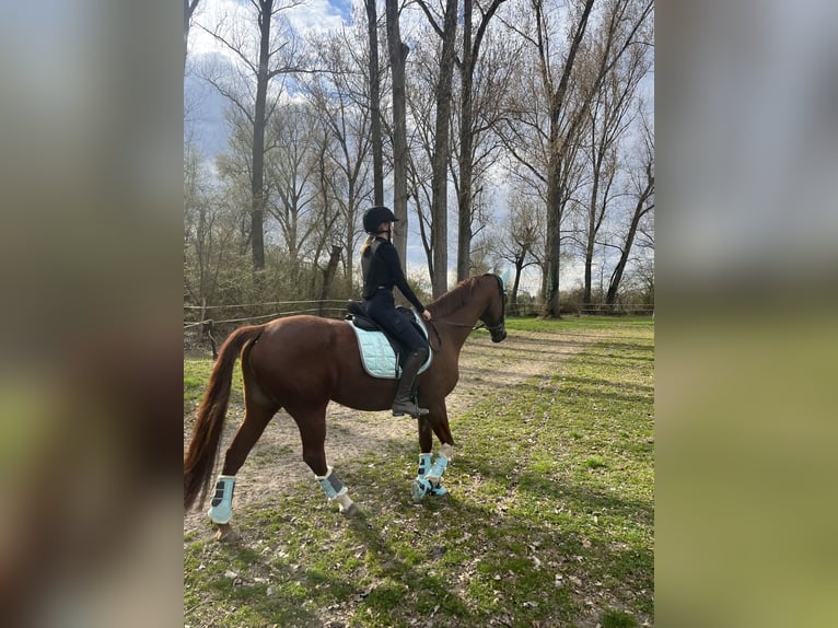 Hanovrien Jument 16 Ans 160 cm Alezan brûlé in Speyer