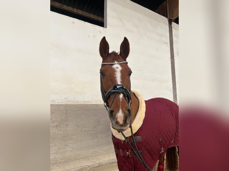 Hanovrien Jument 16 Ans 160 cm Alezan brûlé in Speyer