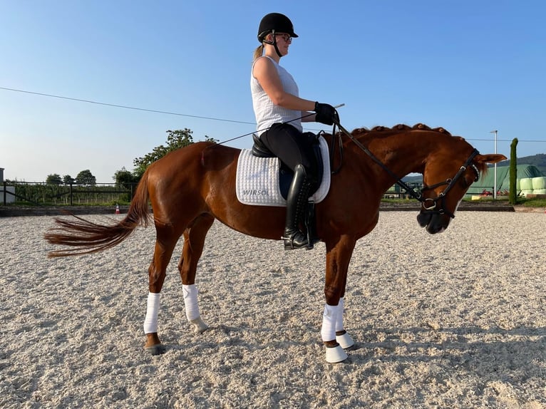 Hanovrien Jument 16 Ans 160 cm Alezan cuivré in Oftersheim