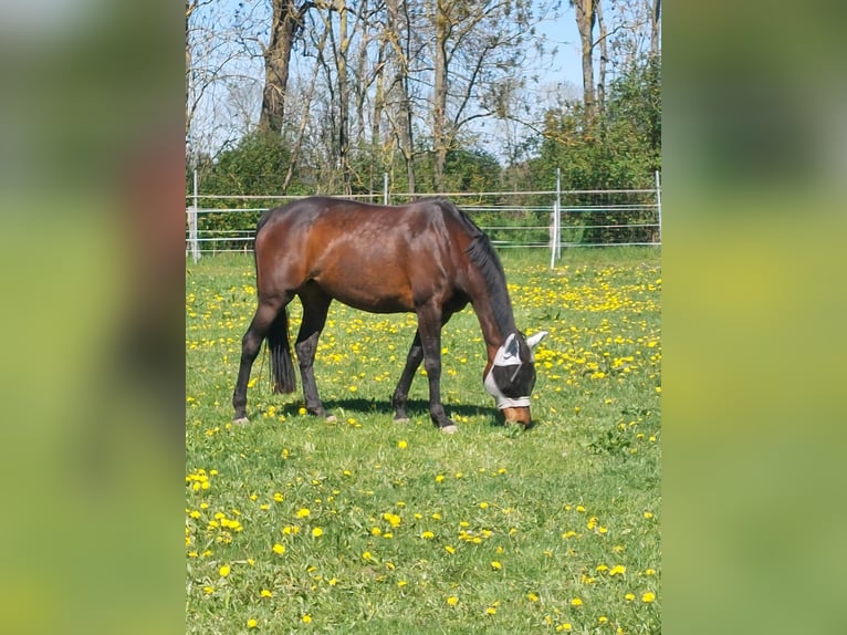 Hanovrien Jument 16 Ans 162 cm  in Thedinghausen