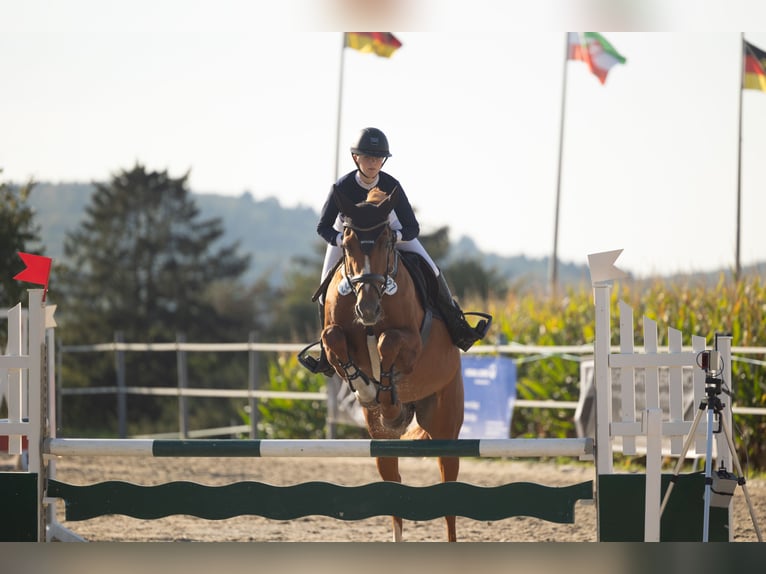 Hanovrien Jument 16 Ans 163 cm Alezan in Raddestorf