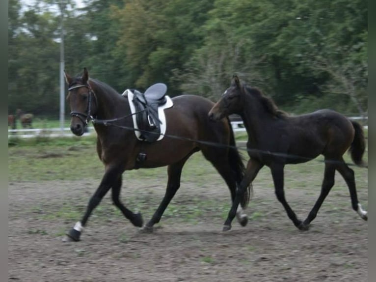 Hanovrien Jument 16 Ans 164 cm Bai in Norderstedt