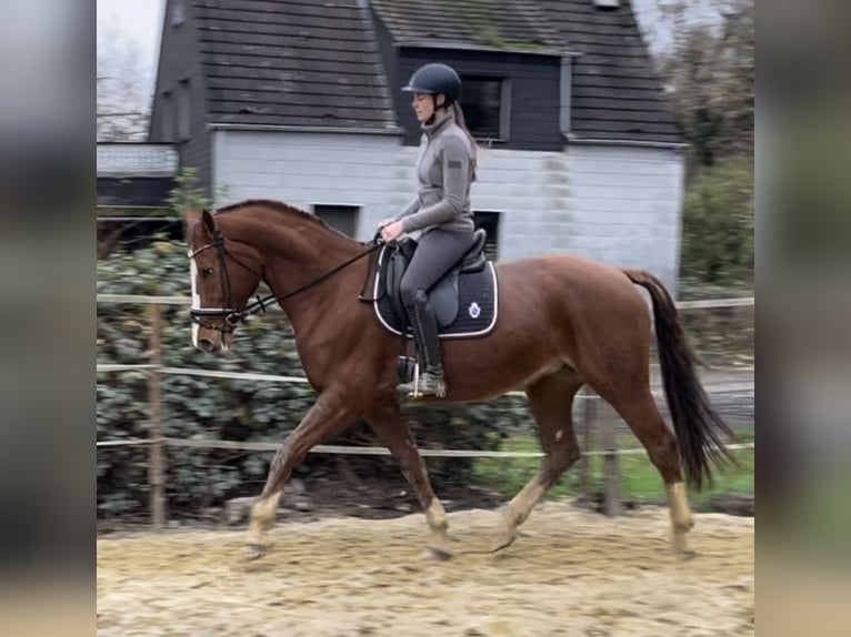 Hanovrien Jument 16 Ans 165 cm Alezan in Oberhausen