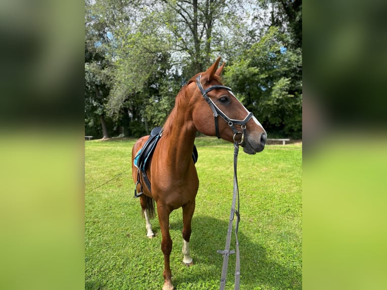 Hanovrien Jument 16 Ans 165 cm Alezan in Tauche