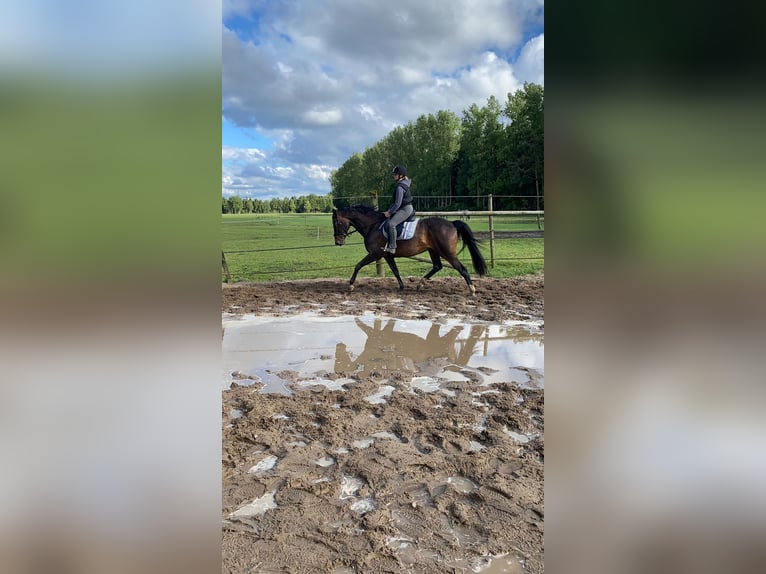Hanovrien Jument 16 Ans 165 cm Bai in Bremerv&#xF6;rde