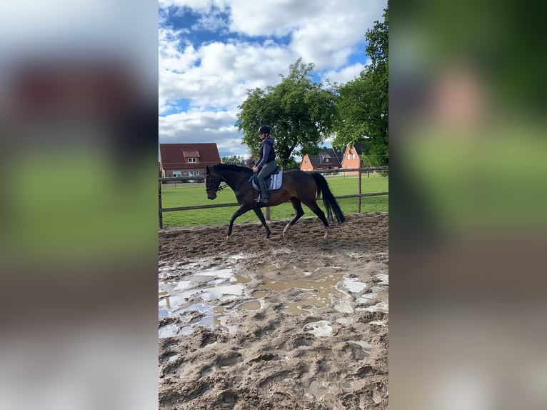 Hanovrien Jument 16 Ans 165 cm Bai in Bremerv&#xF6;rde