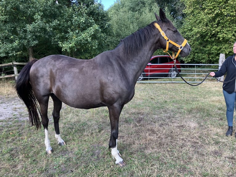 Hanovrien Jument 16 Ans 165 cm Noir in ZevenGyhum