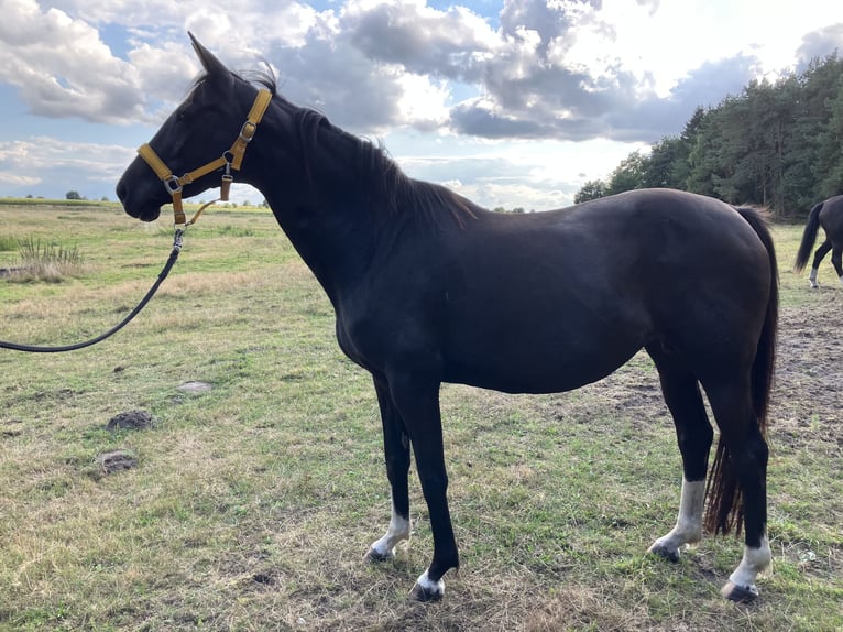 Hanovrien Jument 16 Ans 165 cm Noir in ZevenGyhum
